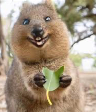 Nature JRs animal facts